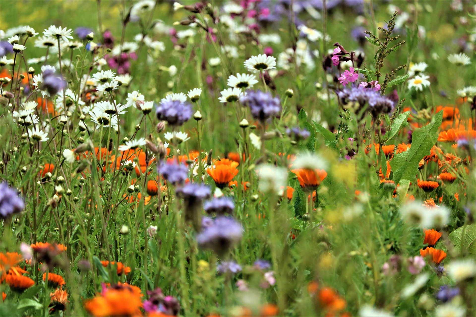 Dotation de soutien aux communes pour la protection de la biodiversité